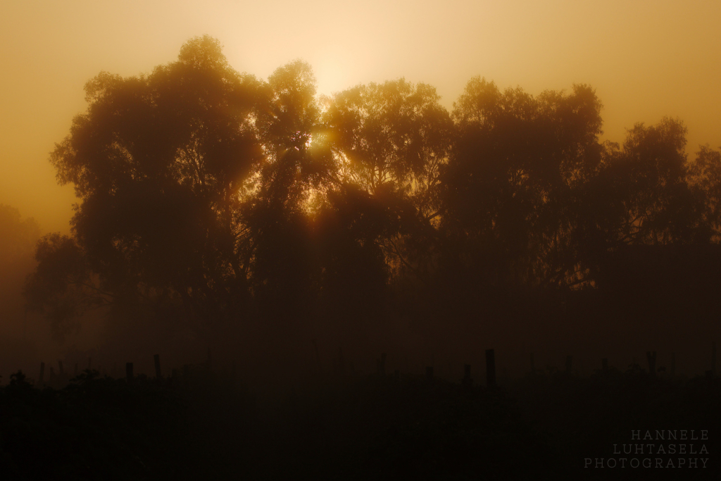 Eucalyptus Sunrise